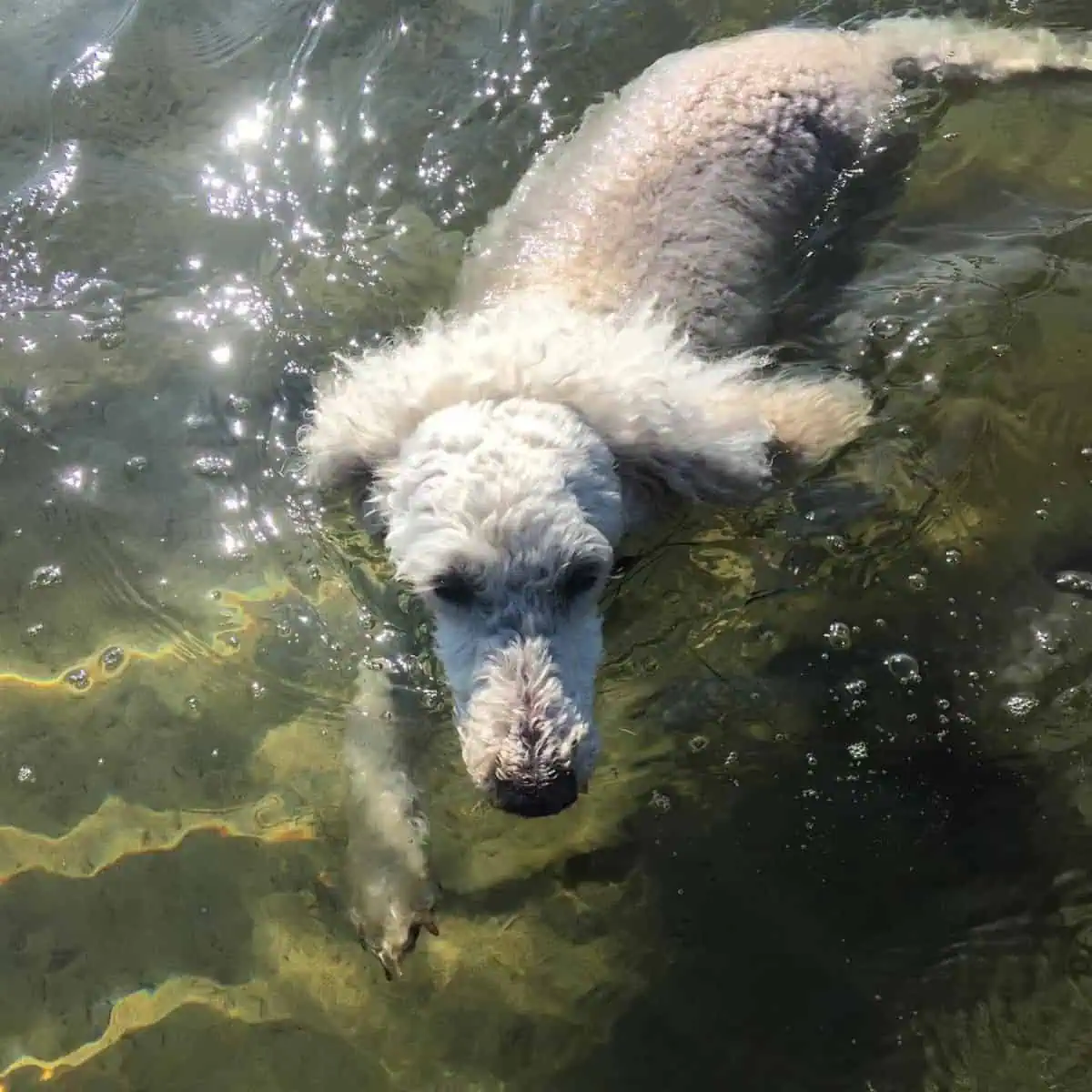 hyper Poodle loves swimming regularly