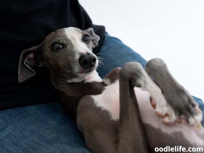 Italian Greyhound lies down