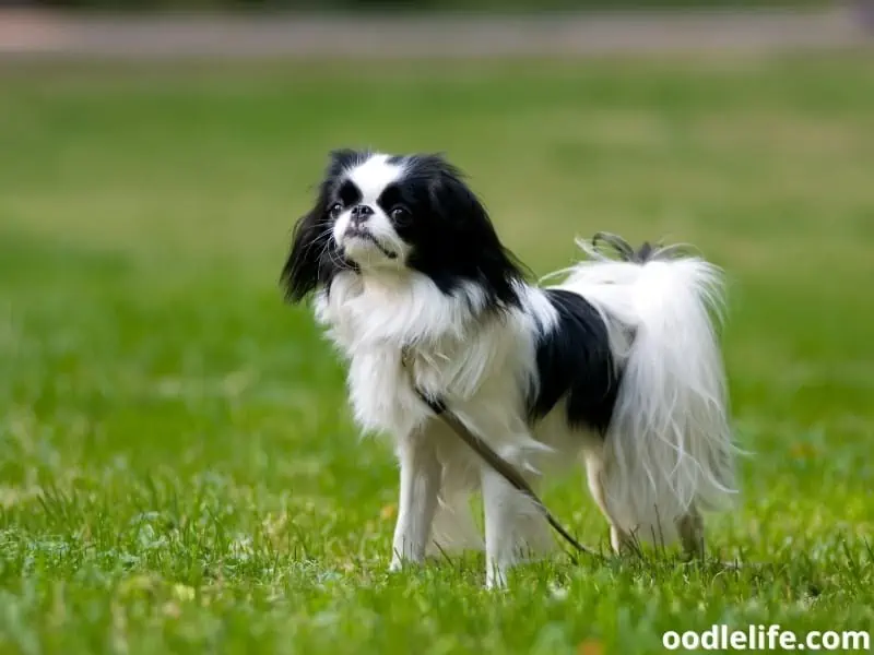 Japanese Chin standing on the grass.