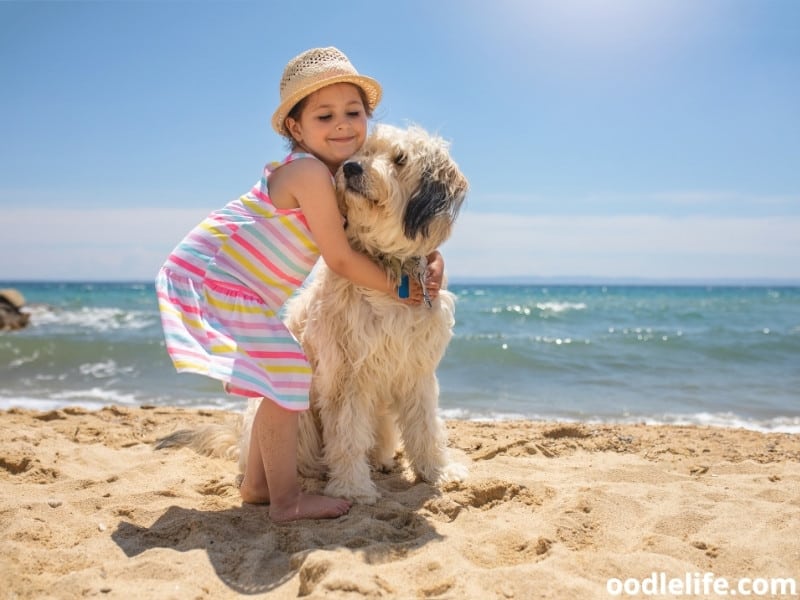 Labradoodle and a child