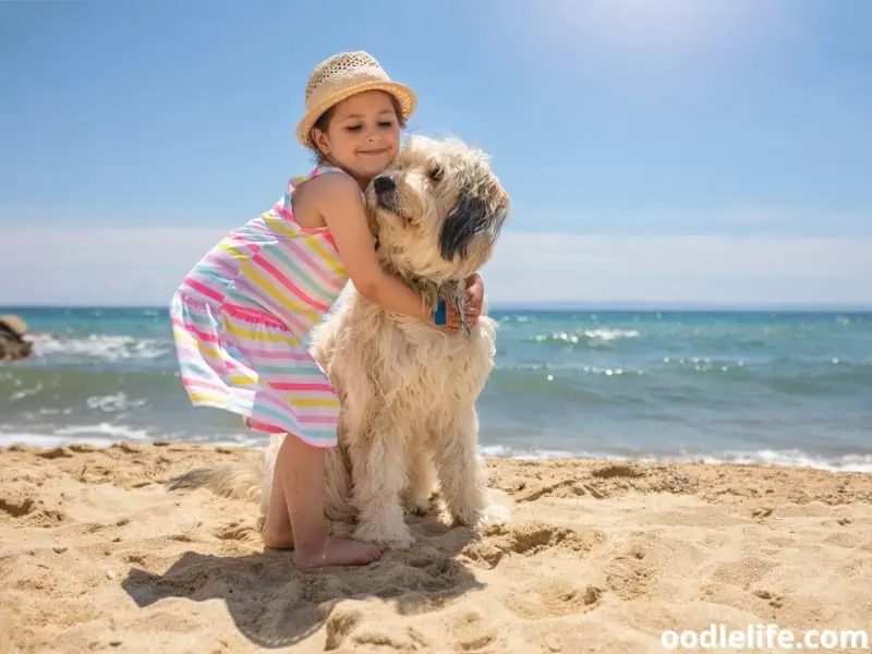 Labradoodle and a child