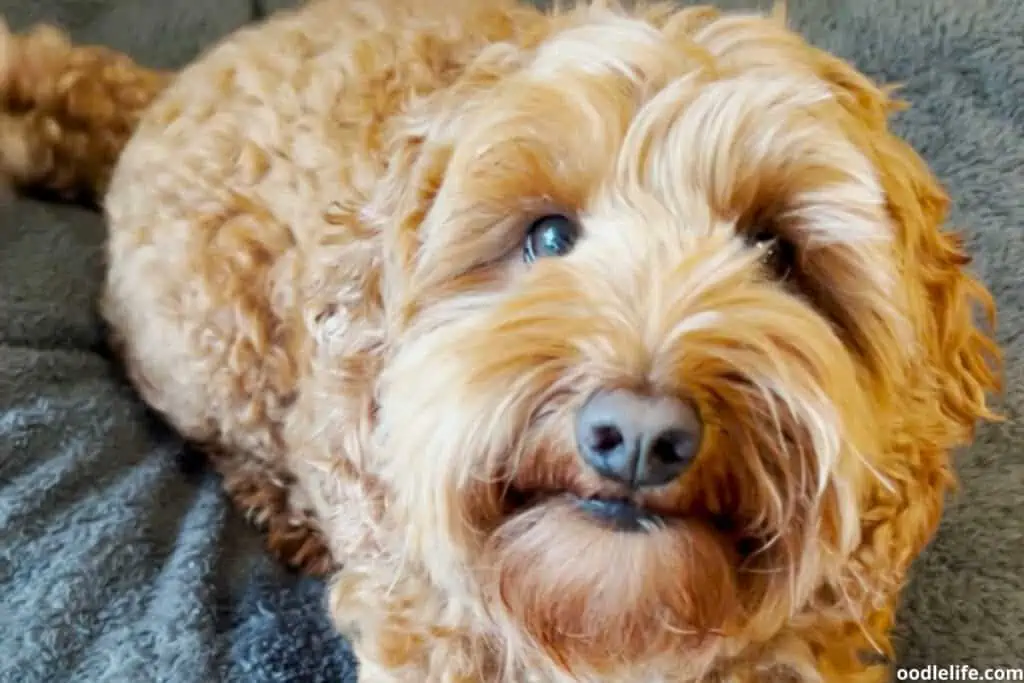 Labradoodle before haircut