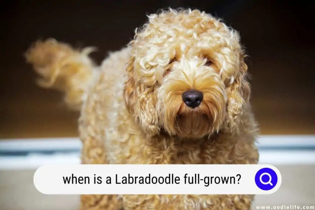 Labradoodle full-grown