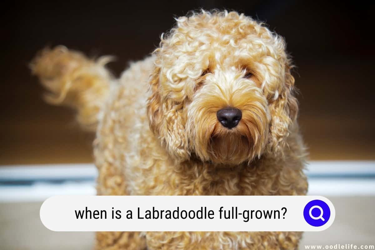 When Is A Labradoodle Full Grown How To Tell Oodle Life