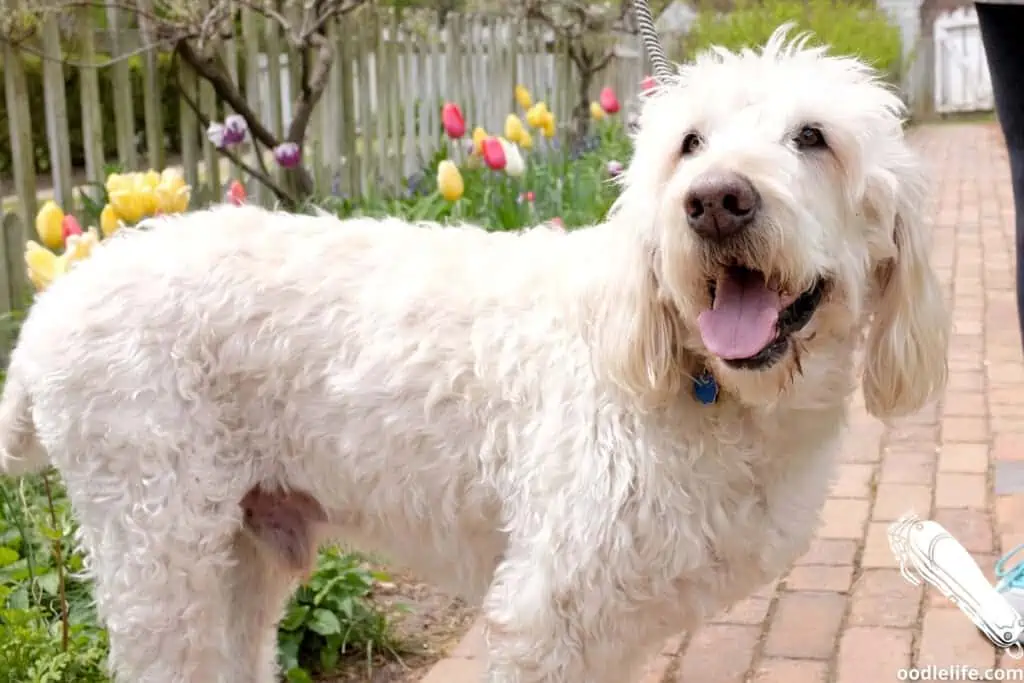 8 weeks for labradoodle hair regrowth