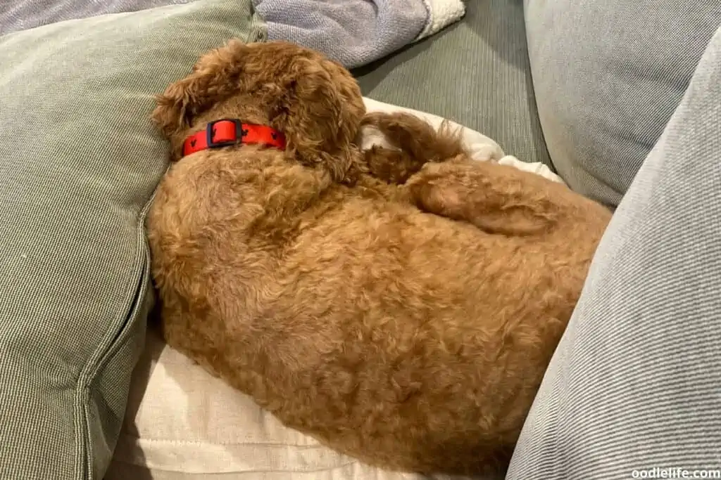 shaved Labradoodle sulking