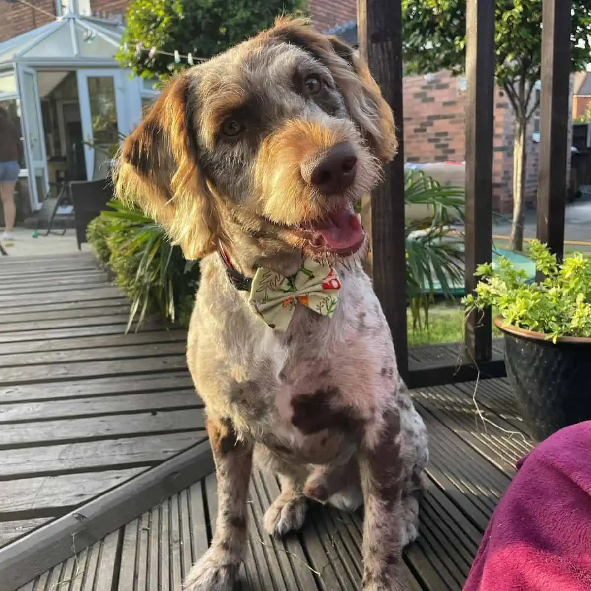 Labradoodle wearing a bow tie