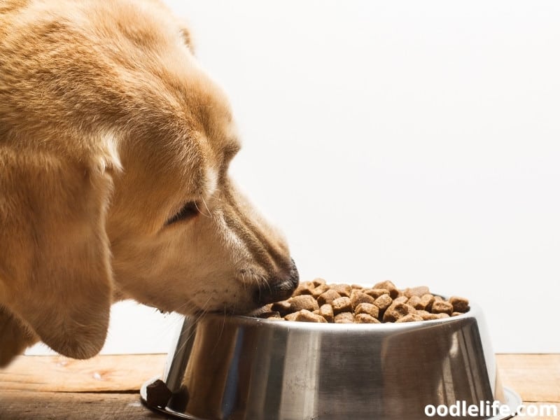 Labrador with dog food