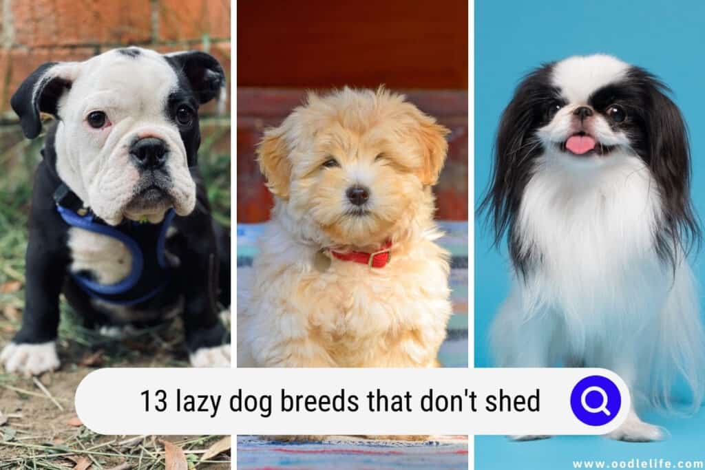 lazy dog breeds that don't shed
