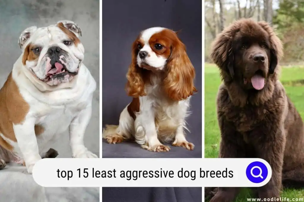 least aggressive dog breeds