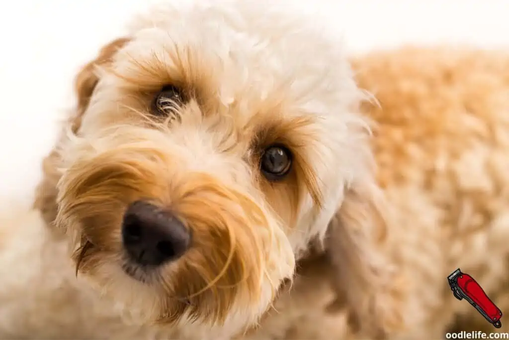 leave Labradoodle face hair longer