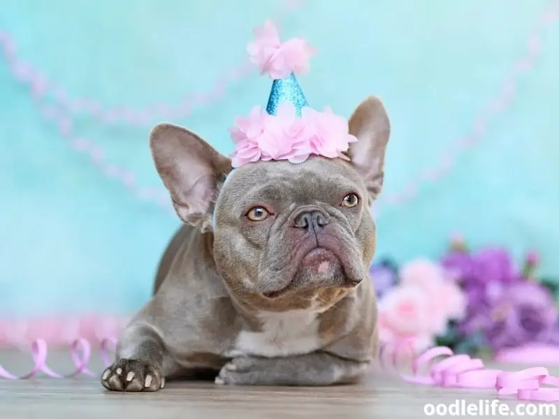 lilac French Bulldog party