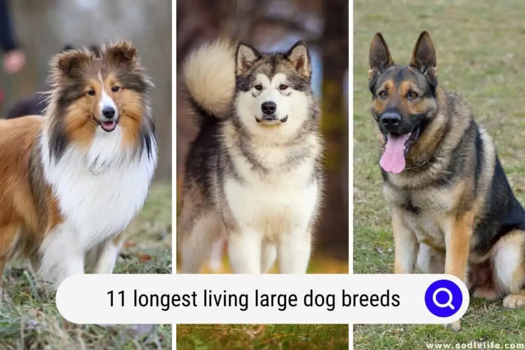 longest living large dog breeds