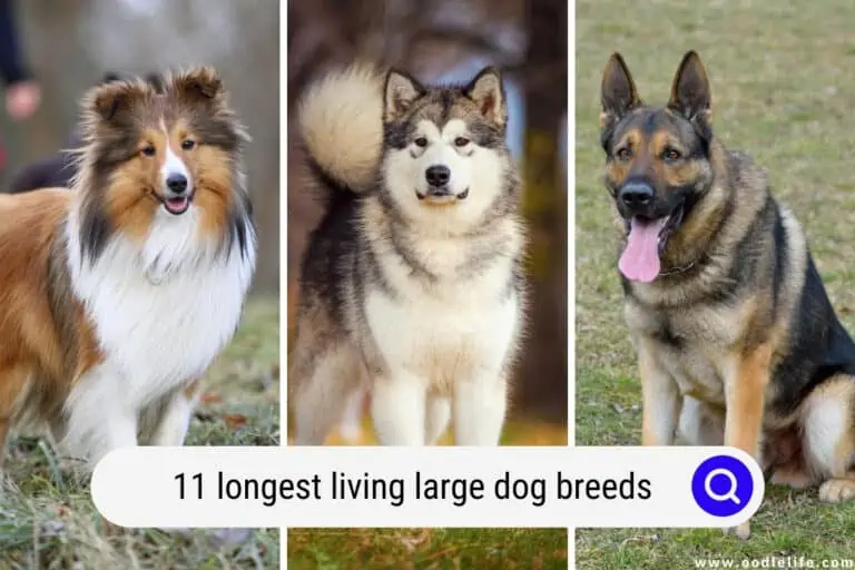 11 Longest Living Large Dog Breeds