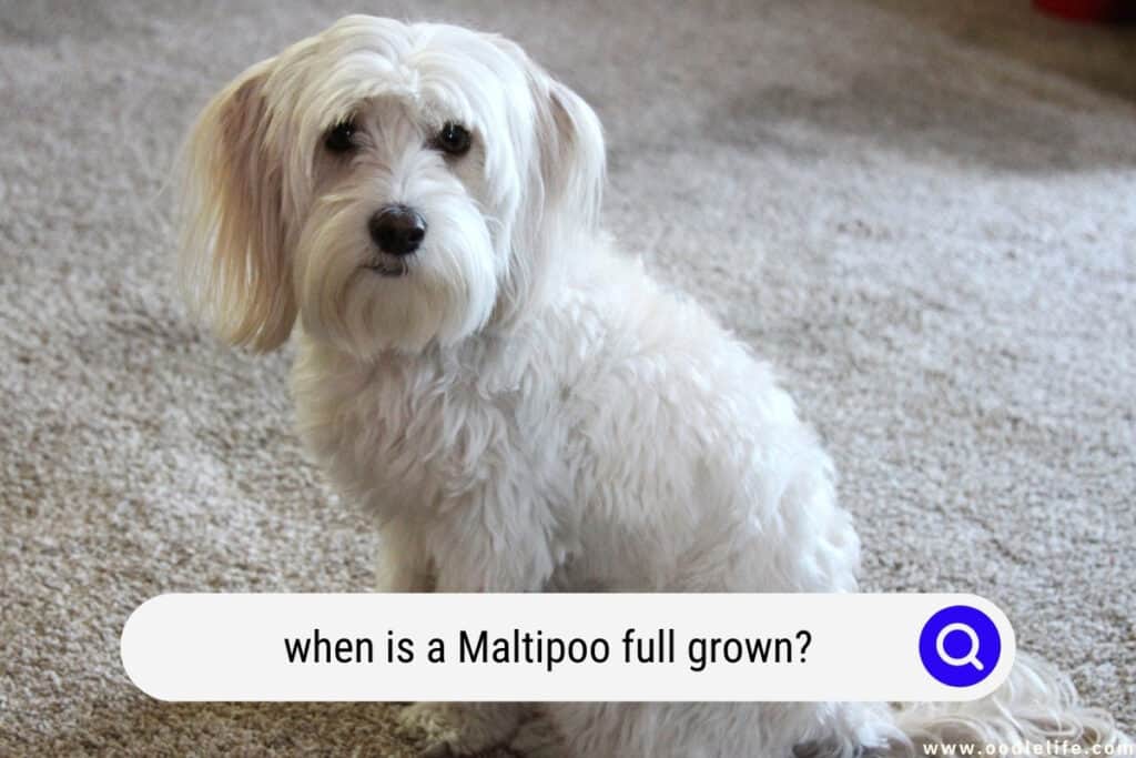 When Is A Maltipoo Full Grown? - Oodle Life