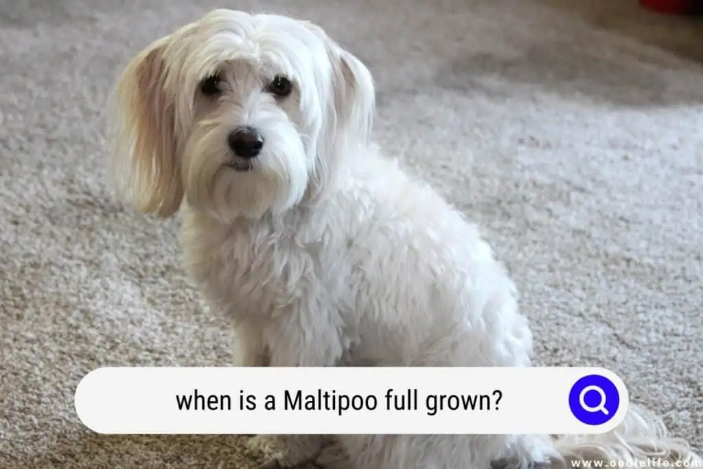 Maltipoo full grown