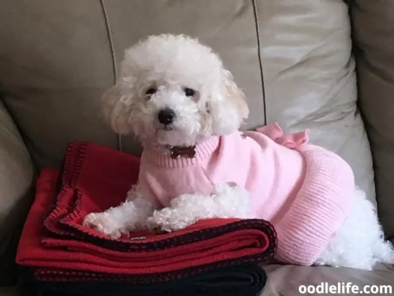 Maltipoo wearing pink dress