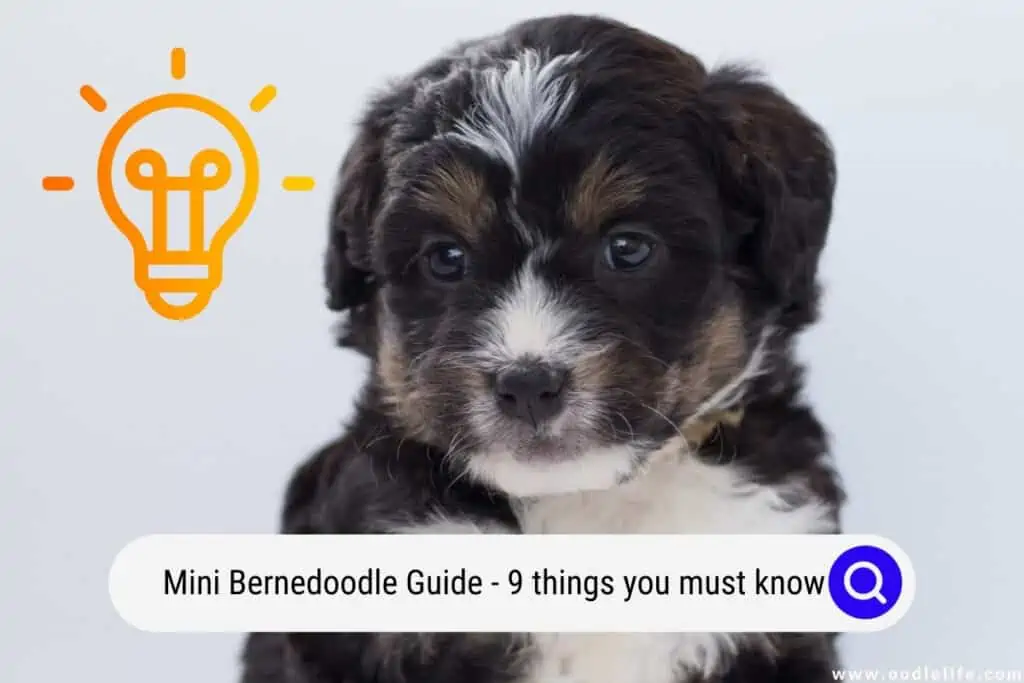 mini Bernedoodle