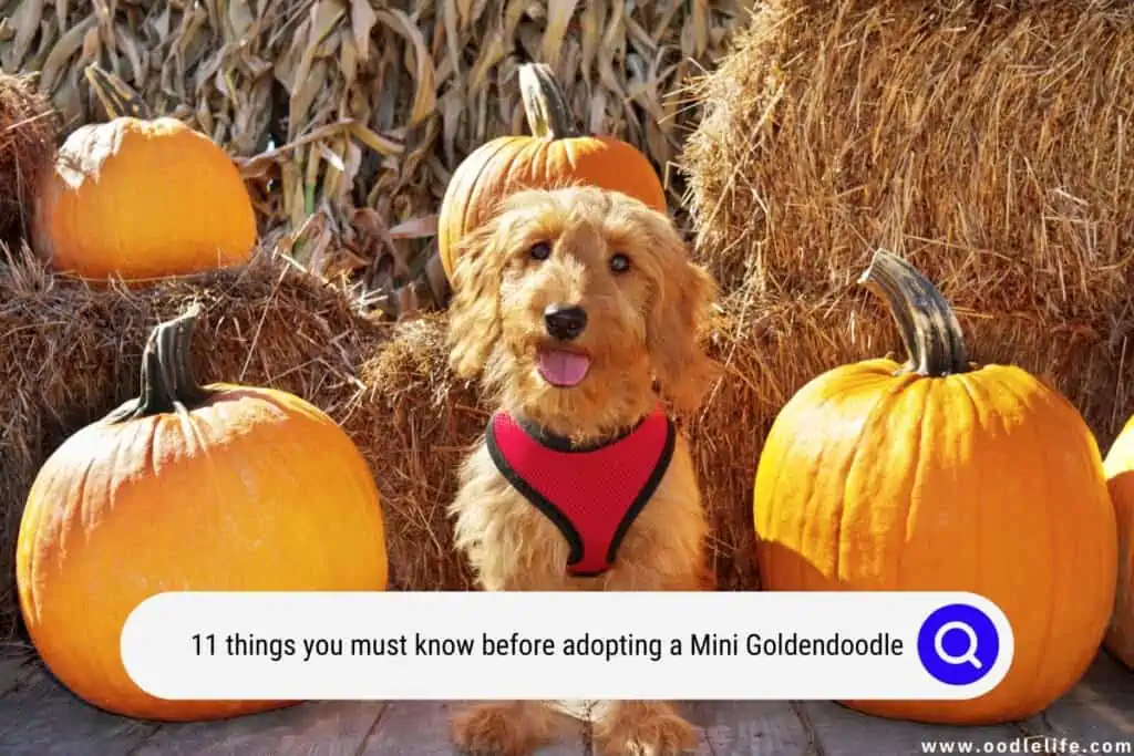 Mini Goldendoodle