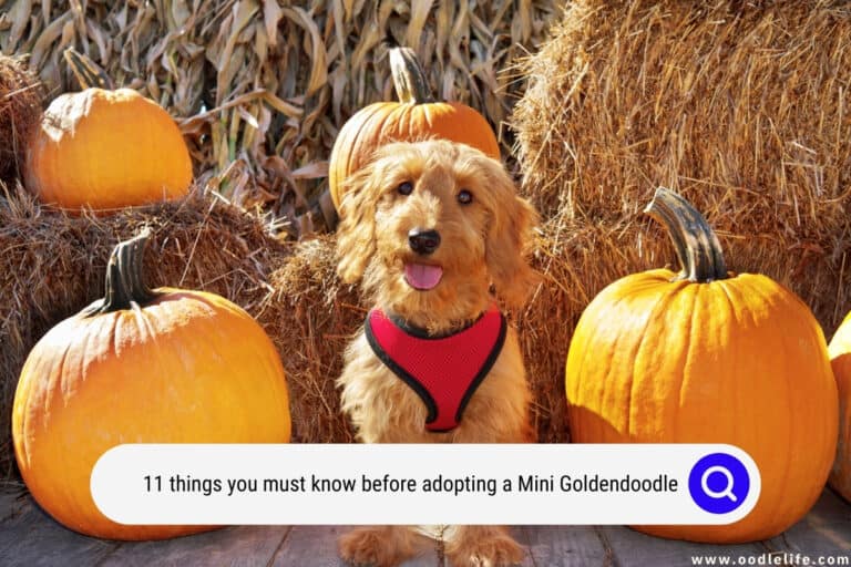 11 Things You MUST Know Before Adopting a Mini Goldendoodle [+ Photos]