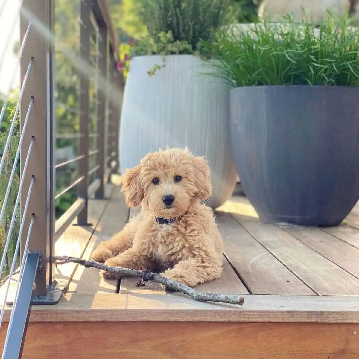 Mini Goldendoodle with stick