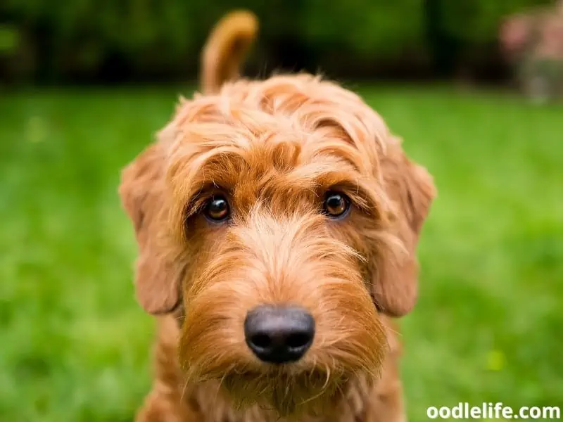 Miniature Goldendoodle close shot