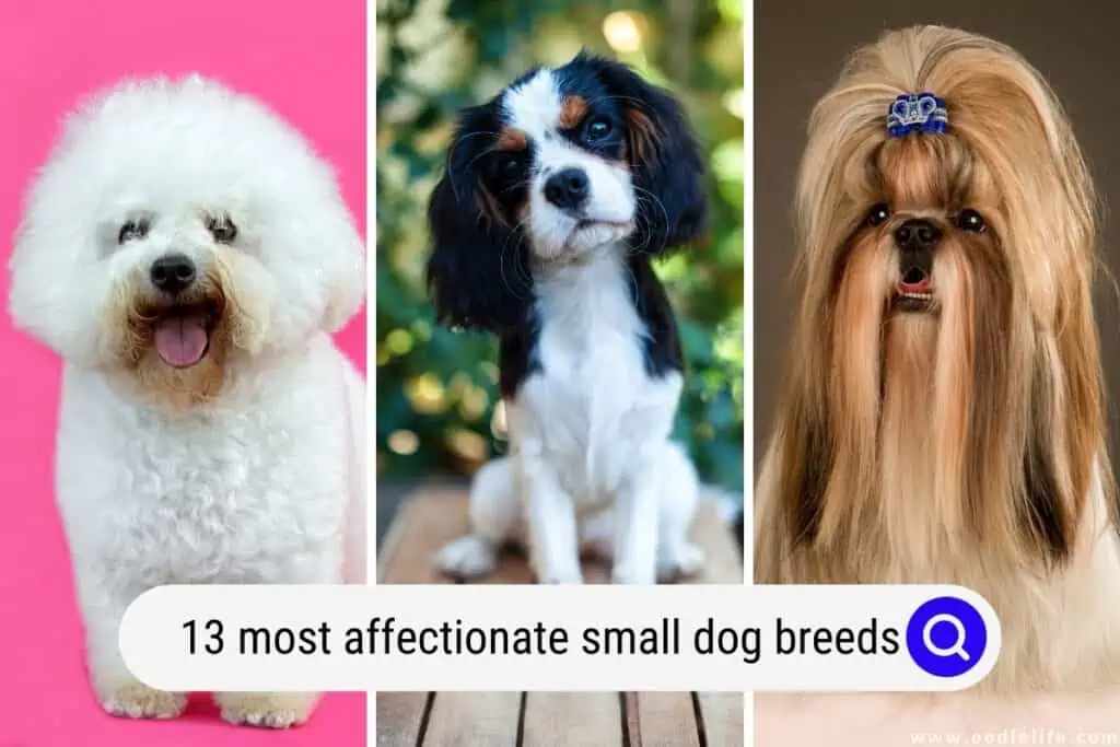 most affectionate small dog breeds