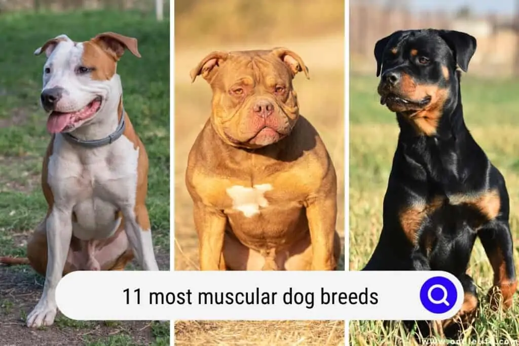 muscular dog