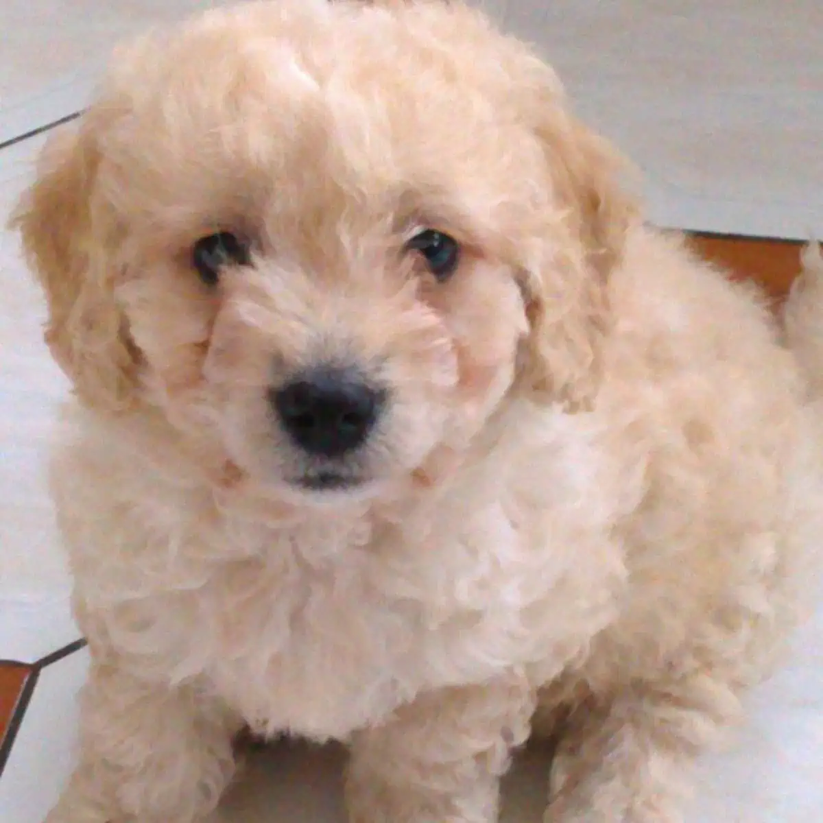 new Cavapoo puppy