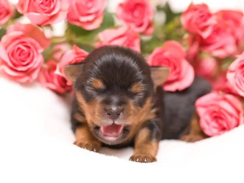 newborn Yorkie puppy