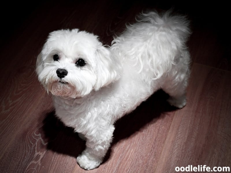 newly groomed Maltese dog