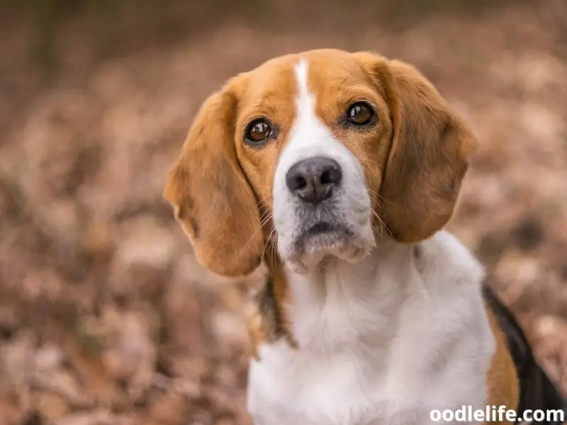 old Beagle front shot