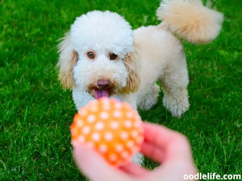 owner plays with Poodle