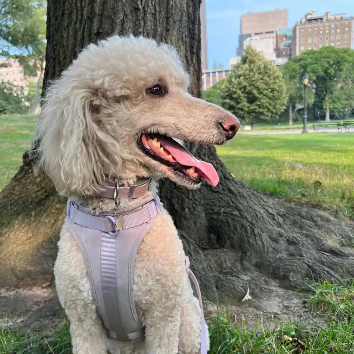 panting Standard Poodle