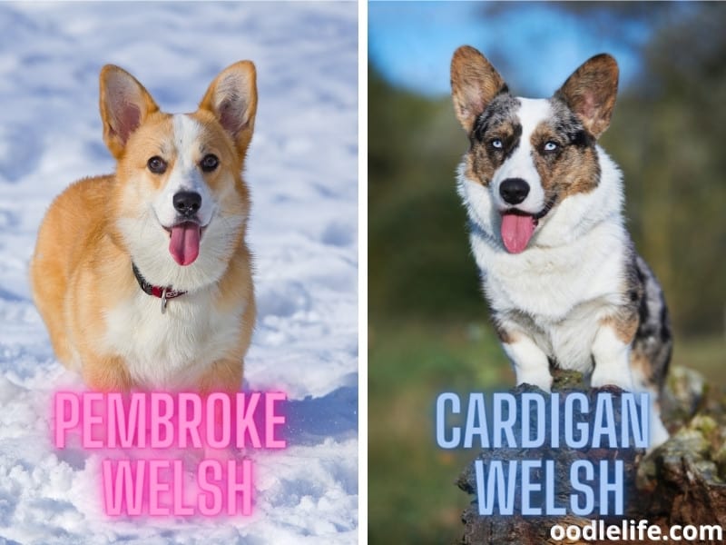Pembroke and Cardigan Welsh