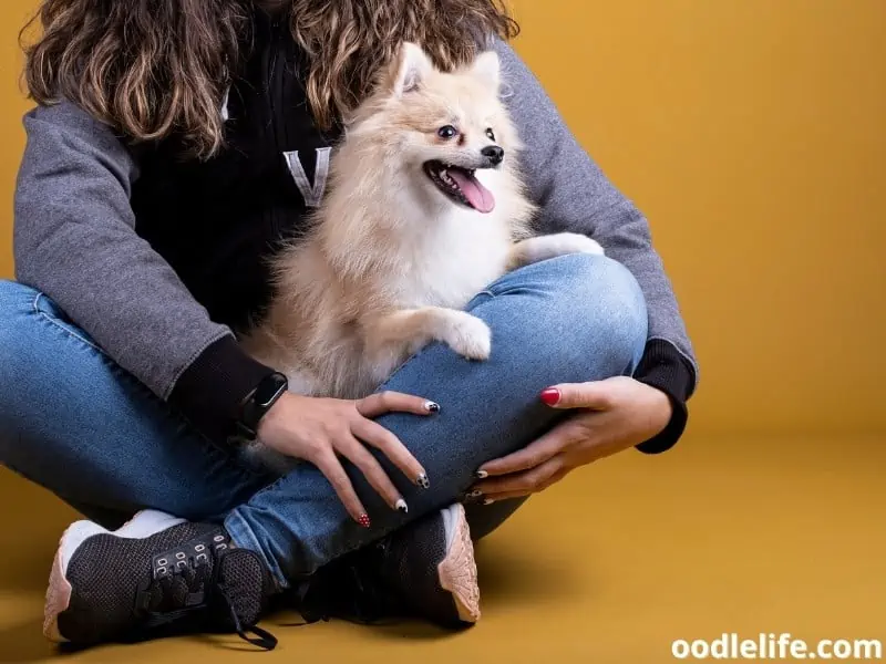 Pomeranian sits on lap