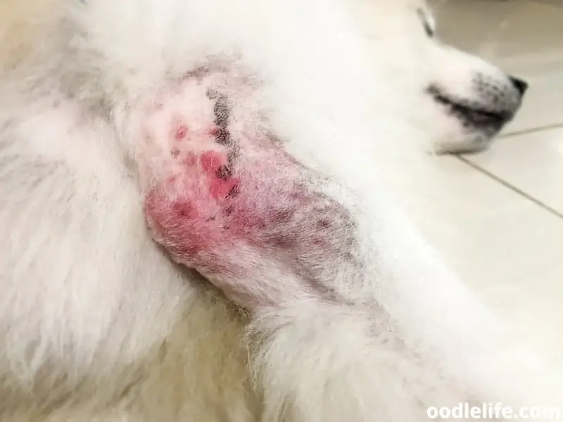 Pomeranian with skin infection