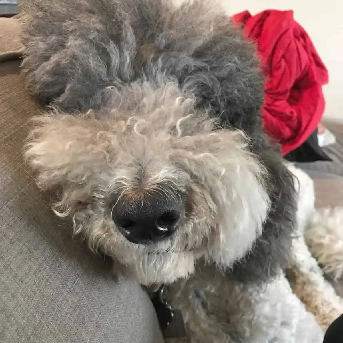 Poodle at the couch relaxing