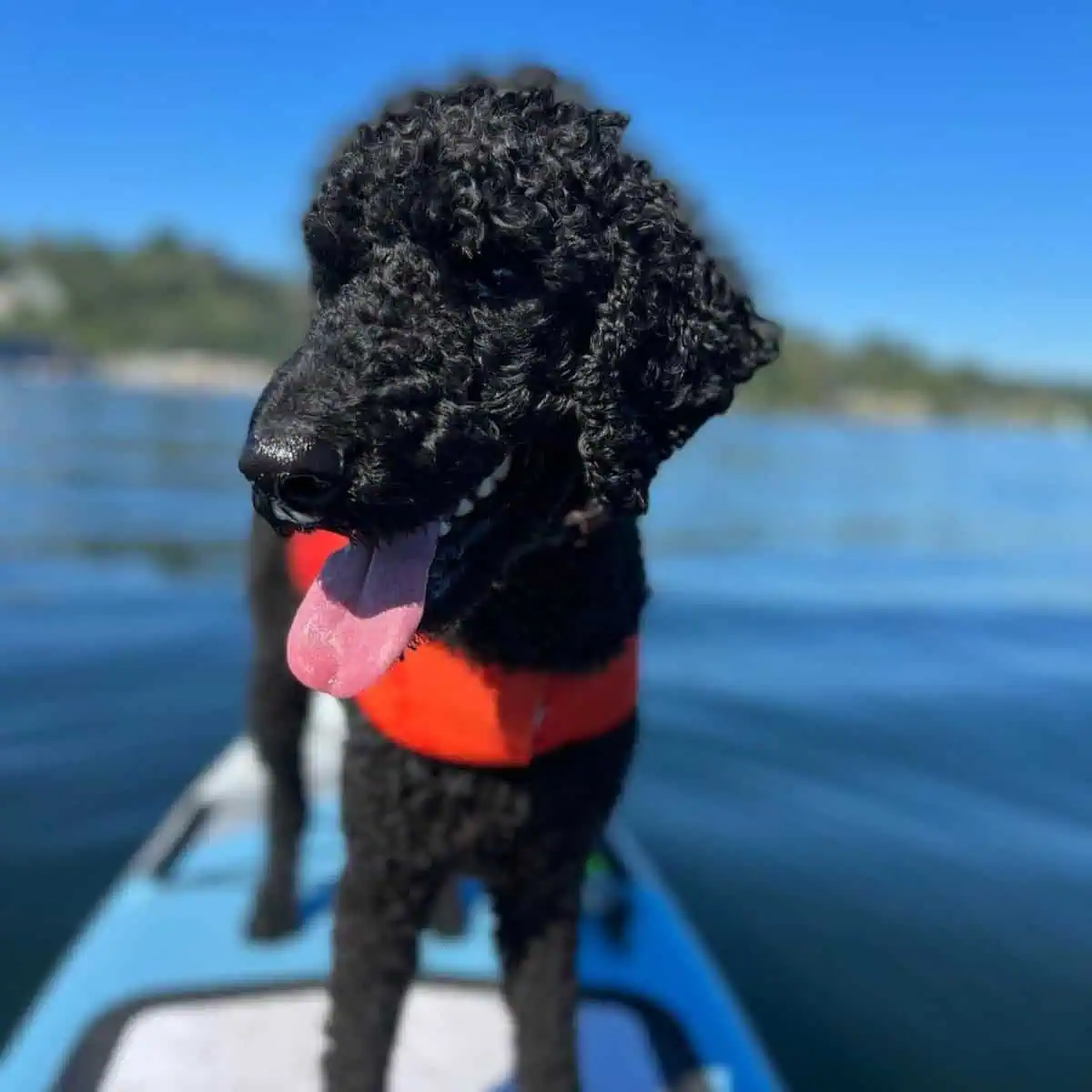 Poodle loves water activities