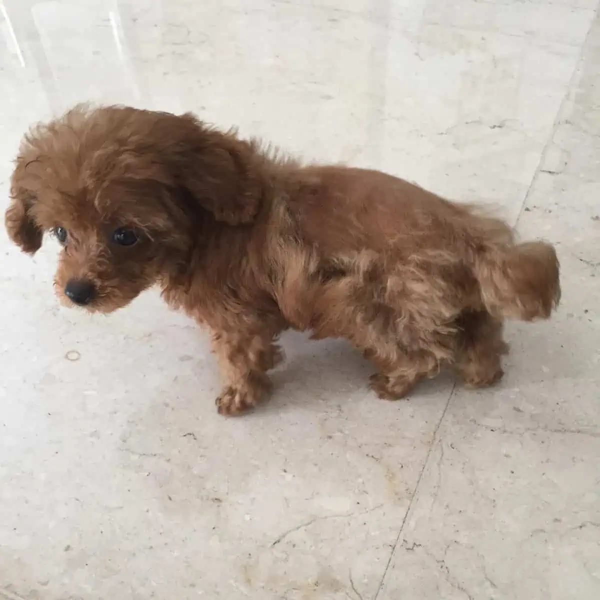 Poodle puppy shaved hair