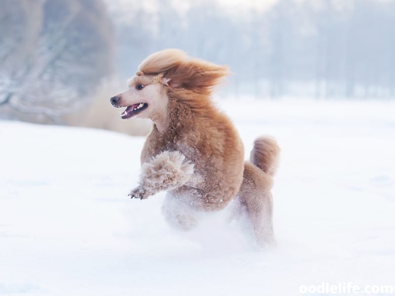 Poodle runs in the snow