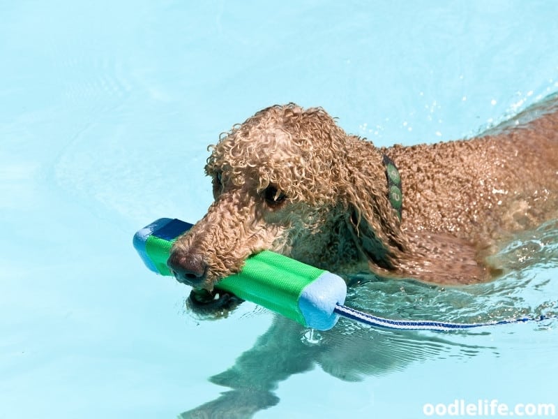 Poodle swims with noodle