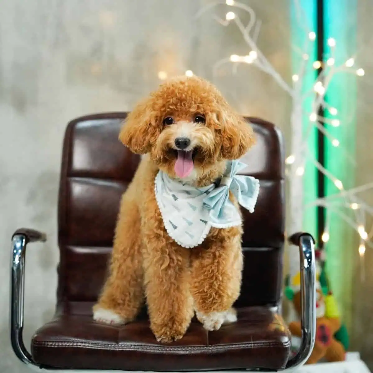 Poodle trained by owner