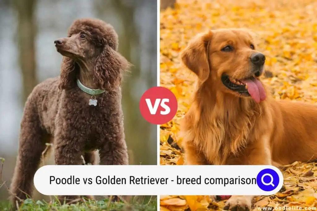 Poodle and best sale retriever