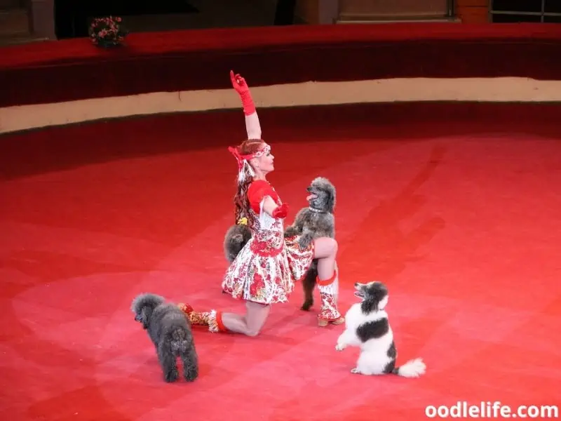 Poodles in a circus