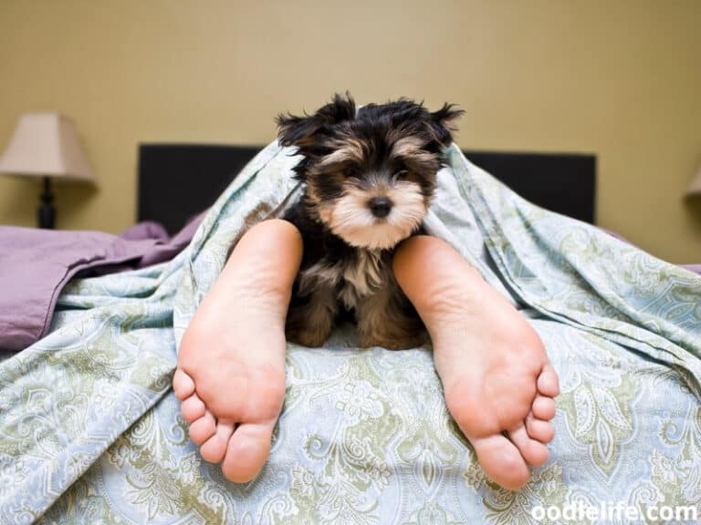 Can Dogs Breathe Under Blankets? Oodle Life