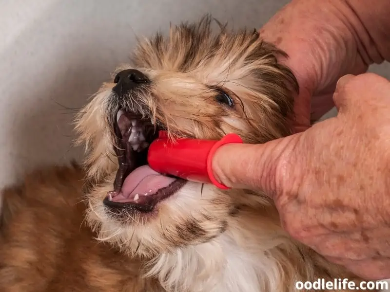 puppy toothbrush