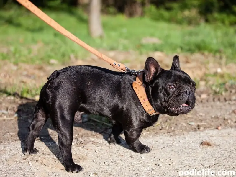 pure black French Bulldog