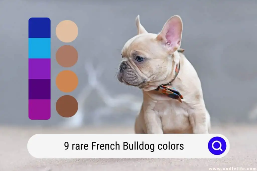 rare French Bulldog colors