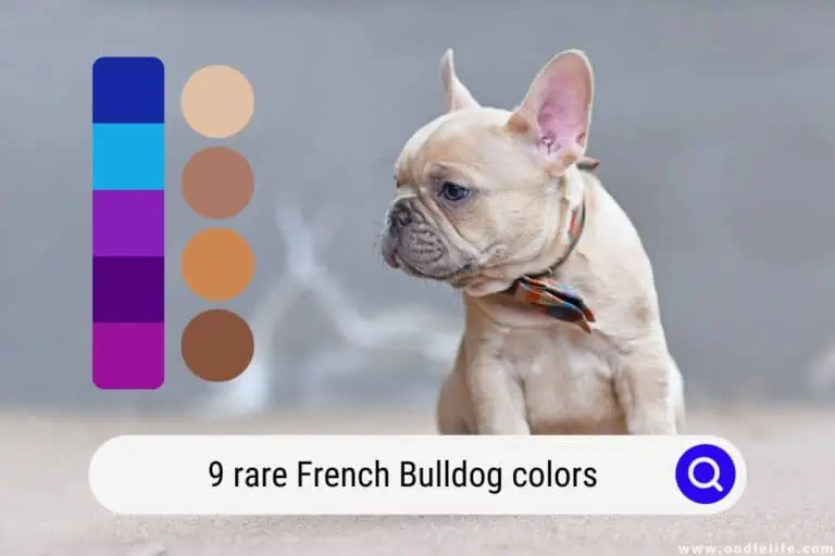 9 RARE French Bulldog Colors (Photos)